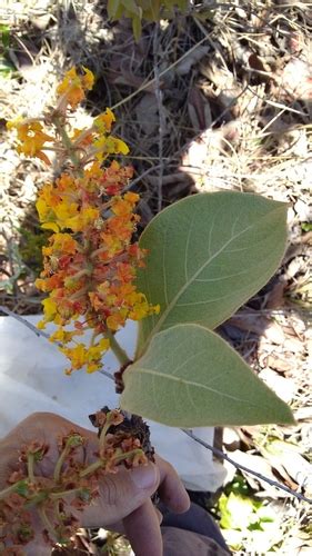 Byrsonima Pachyphylla Naturalista Mexico