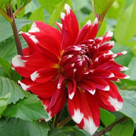 Get Dahlia Red Empire Summer Flowering Bulb In Mi At English Gardens Nurseries Serving Clinton