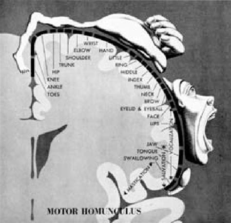 The Penfield Map (also known as the Homunculus). . | Download ...