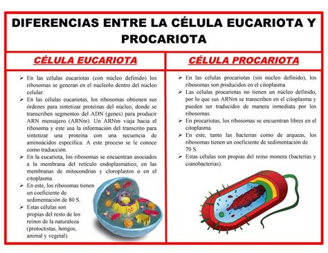 Un Cuadro Comparativo Donde Se Muestren Semejanzas Y Diferensias Entre