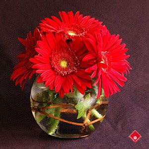 Gerbera Daisy Centerpiece for Your Montreal Event · The Flower Pot