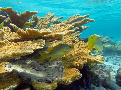 [top] Les Plus Belles Barrières De Corail Profession Voyages