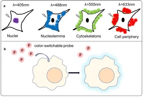 Fluorogenic Reactions In Chemical Biology Seeing Chemistry In Cells