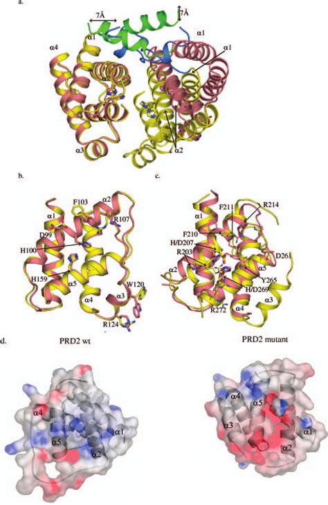 Phosphorylatable Residues At The Dimer Interfaces A Superimposition