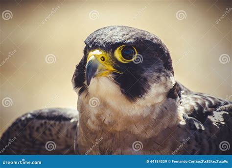 Peregrine Falcon With Open Wings , Bird Of High Speed Stock Photo ...