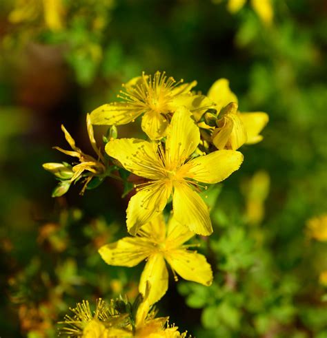 Echtes Johanniskraut Hypericum Perforatum