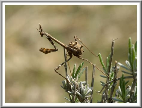 Diablotin Dictyoptère Mantide Empusa Pennata Juvénile Flickr