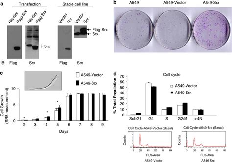 Stable Cell Line Establishment And Cell Growth A The Expression