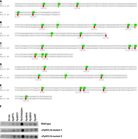 Transcriptional Control Of Gene Expression By Micrornas Cell