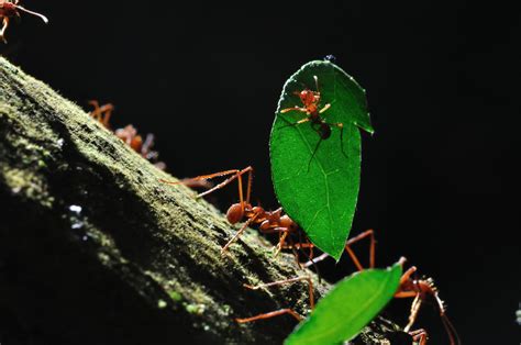 Leafcutter ant 'hitchhiking' | the pace of nature