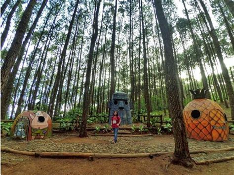 Yuk Mampir Ke Rumah Nanas Spongebob Di Hutan Pinus Mangunan Bantul