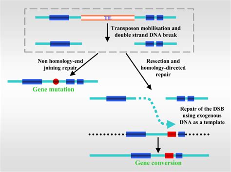 Mutagenesis And Gene Conversion Driven By Transposable Element