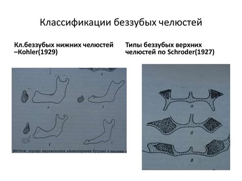 Анатомо-топографические особенности строения челюстно-лицевой области ...