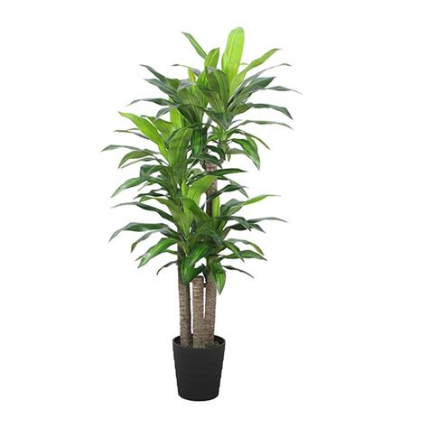 Dracaena Fragrans W Pot Cm Eureka Furniture