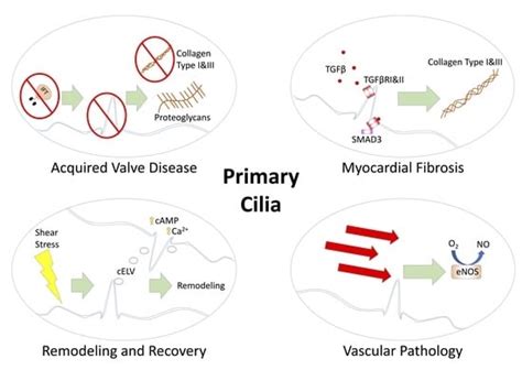 Cells Free Full Text Primary Cilia And Their Role In Acquired Heart Disease