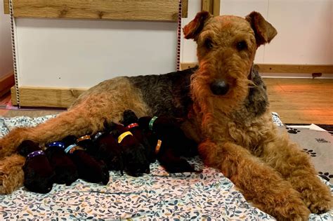 Airedale Terrier Puppies For Sale Akc Puppyfinder