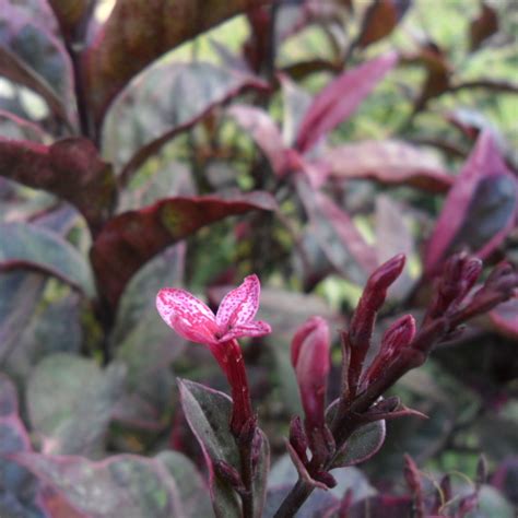 Pseuderanthemum Atropurpureum Vendita Piante Online