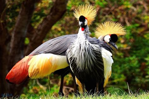 African Crowned Crane Honolulu Zoo Society