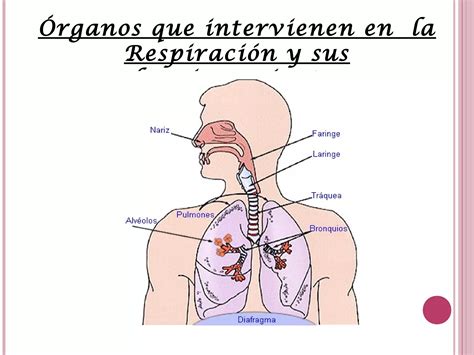 Sistema Respira PPT