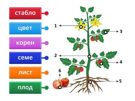 Први разред Делови тела биљака - Labelled diagram