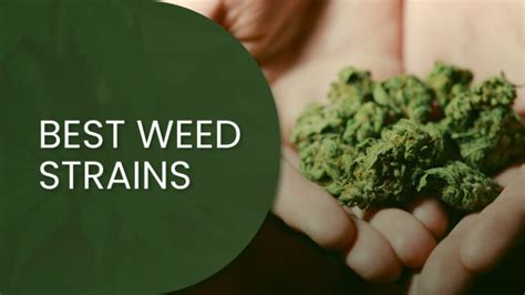 10 Best Weed Strains Our Finest Selection Of 2023