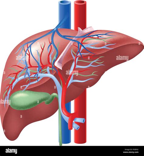 Illustration of Human Internal Liver and Gallbladder Stock Vector Image ...