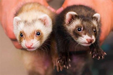 Ferret Breeds – Colors, Types, and Patterns | Our Fit Pets