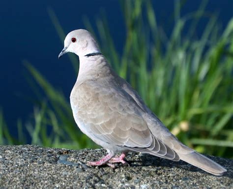 PhotoTonyG: RingNeck Dove