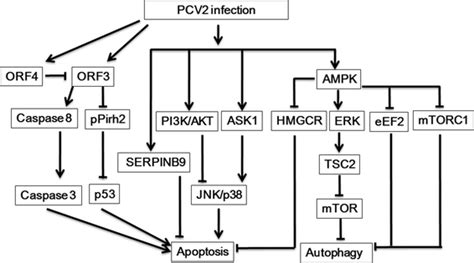 Interactions Of Pcv2 With Cell Apoptosis And Autophagy During