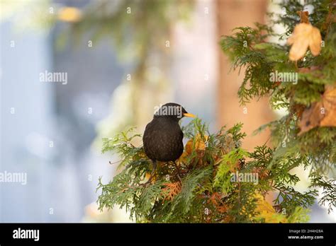 Common Blackbird Male Turdus Merula Stock Photo Alamy