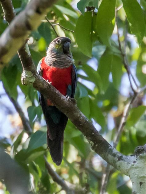 Birds Of Bolivia Pyrrhura