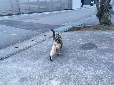 ほんの少しだけ外猫の気分になる 猫のくるみ お世話日記