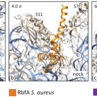 The Cryo EM Structure Of S Aureus RbfA A Overall View And B