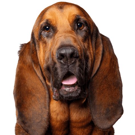 Bloodhound What Dog Breed