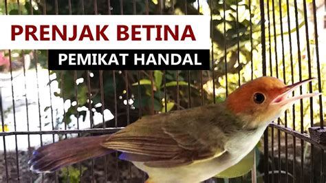 Prenjak Tamu Betina Ngetir Gacor Suara Pancingan Pikat Burung