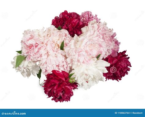 Bouquet Of Red White And Pink Peonies Stock Photo Image Of Bunch