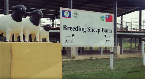 National Breeding Center Belize Genetic Improvement In Sheep And