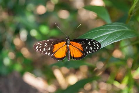 Crimson Patch Butterfly Stock Photos - Free & Royalty-Free Stock Photos ...