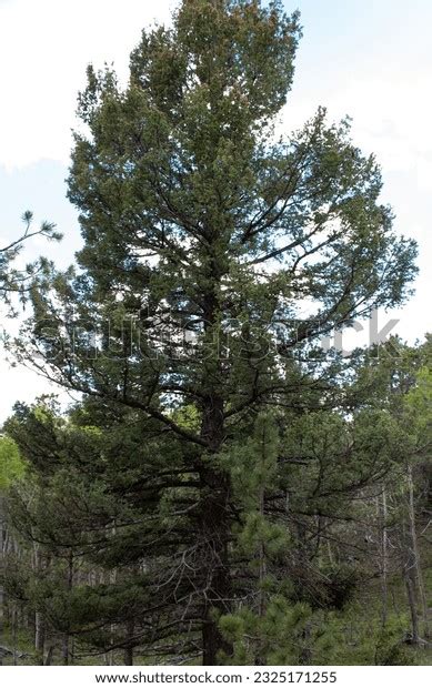 Ponderosa Pine Wallpaper Photos, Images & Pictures | Shutterstock