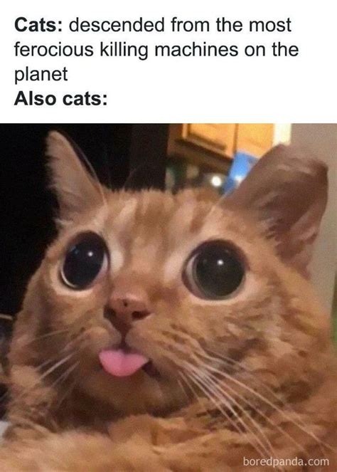 20 Hilarious Cat Meme Pictures To Brighten Your Day