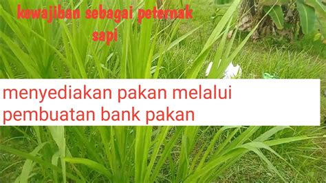 Breeding Sapimanfaat Dari Bank Pakan Untuk Ternak Sapi YouTube