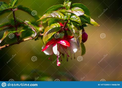 Fuchsia Magellanica Madame Cornelissen Macro Shot In The Garden