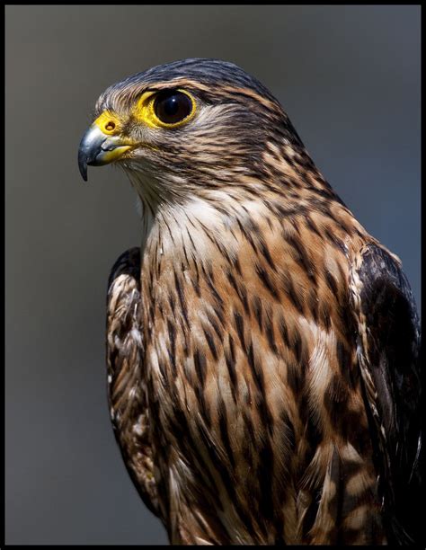 Merlin Falcon 7 | Merlin bird, Birds of prey, Pet birds