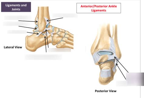 Ankle And Foot Ligaments Part Diagram Quizlet