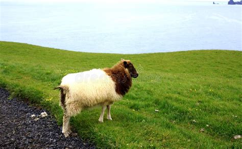 Iceland Sheep Stock Photo Image Of Field Icelandic 43787980