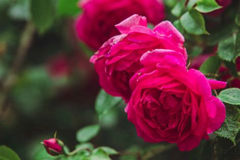 Taillez ces 3 arbustes avant les premières gelées pour une floraison