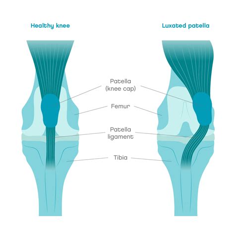 Patella Luxation In Dogs Joii Pet Care