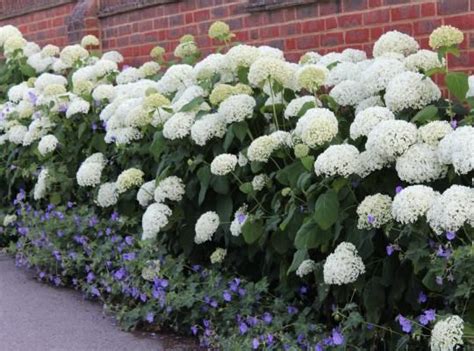 Hydrangea Arb Annabelle Hydrangea Flower Bed Plants Hydrangea