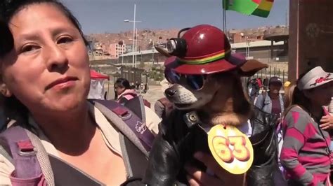 Bolivia Celebra El D A De San Roque Con Una Pasarela De Perros Disfrazados