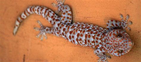 Tokay Gecko Smithsonians National Zoo 60 Off